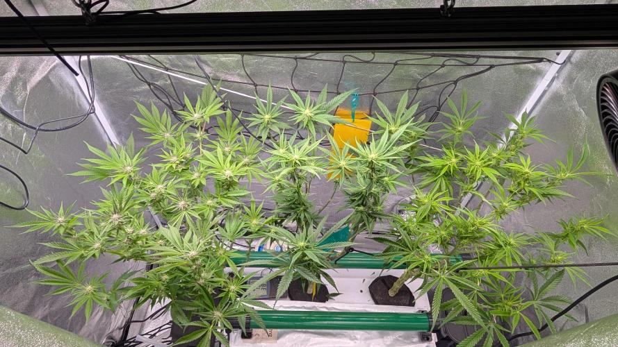 First DWC grow (third try). Week 7 - Start of flowering week 4