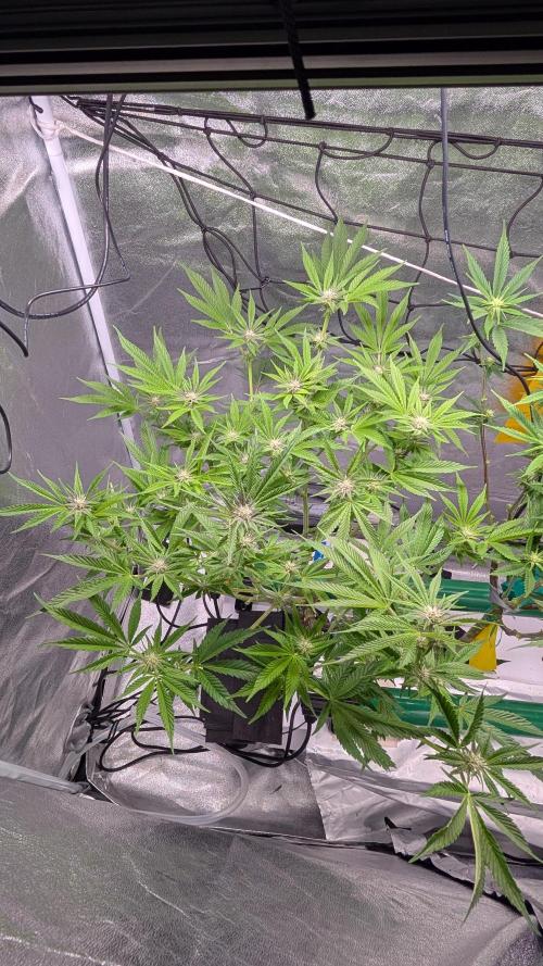 First DWC grow (third try). Week 7 - Sour Fraise