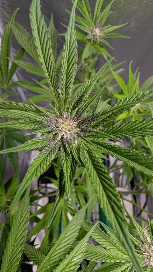 First DWC grow (third try). Week 7 - Sour Fraise