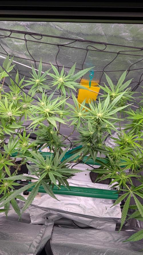 First DWC grow (third try). Week 7 - Cherry Gar-see-ya 