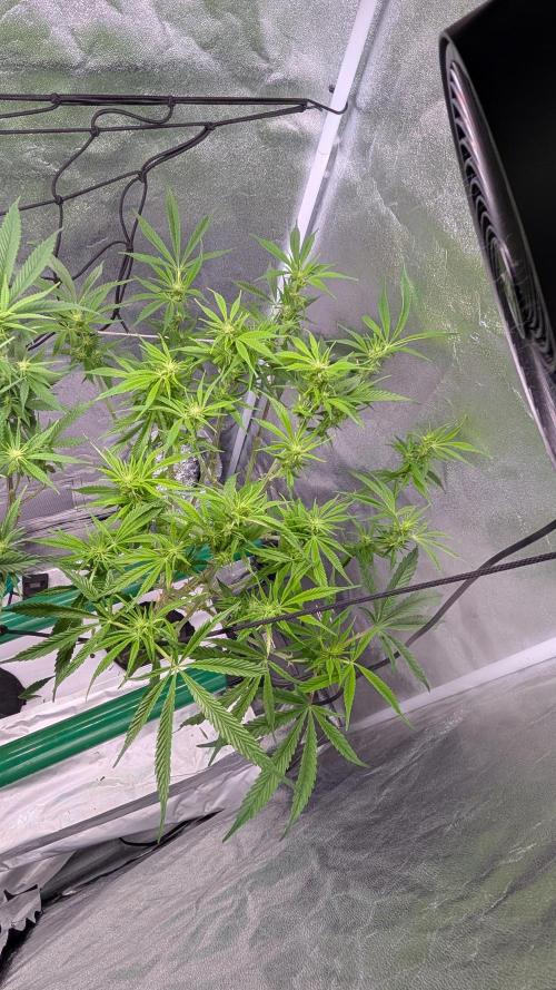 First DWC grow (third try). Week 7 - Grape Balls of Fire 