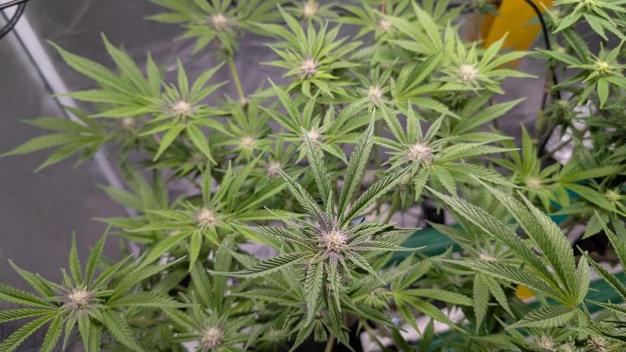 First DWC grow (third try). Week 7 - Sour Fraise 