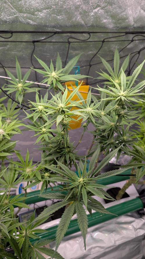 First DWC grow (third try). Week 7 - Cherry gar-see-ya 