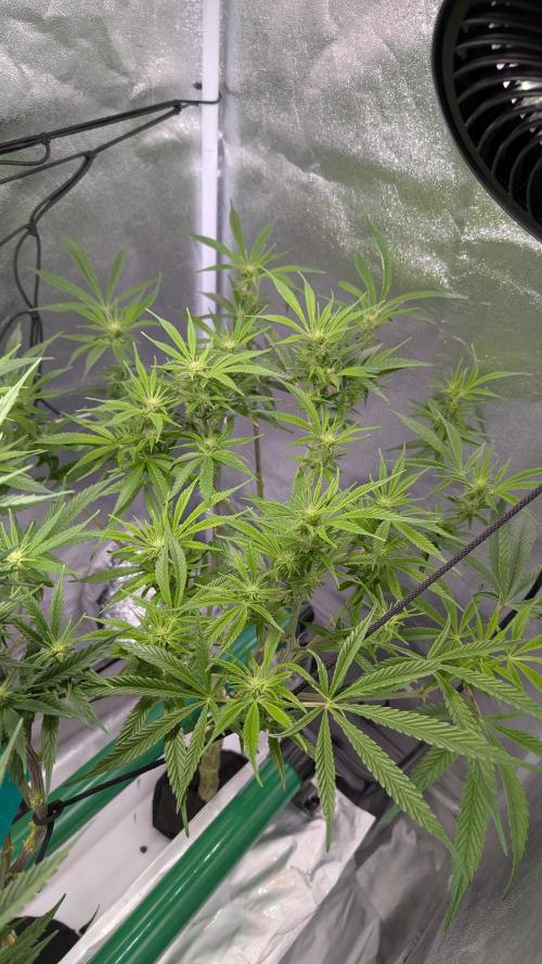 First DWC grow (third try). Week 7 - Grape balls of fire 