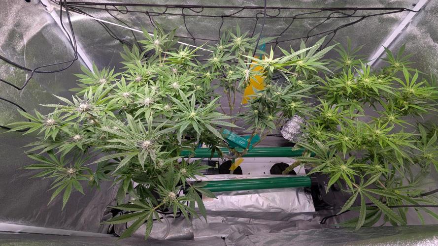 First DWC grow (third try). Week 7 - 02/19/2026 