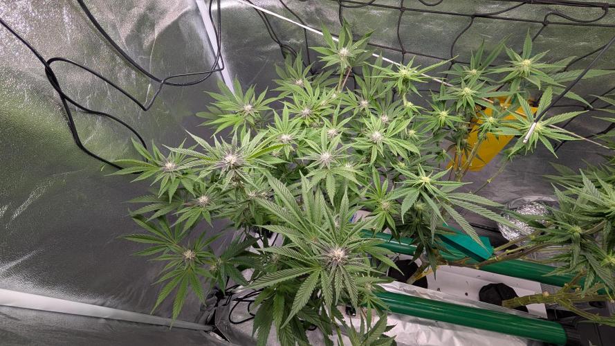 First DWC grow (third try). Week 7 - 02/19/2026 Sour Fraise 