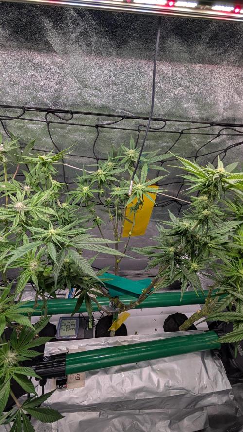 First DWC grow (third try). Week 7 - 02/19/2026 Cherry Gar-see-ya 