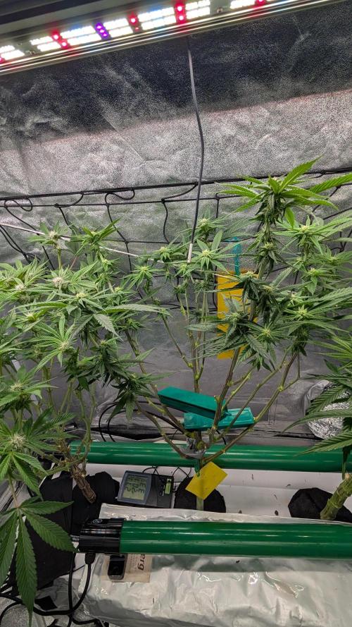 First DWC grow (third try). Week 7 - 02/19/2026 Cherry Gar-see-ya 