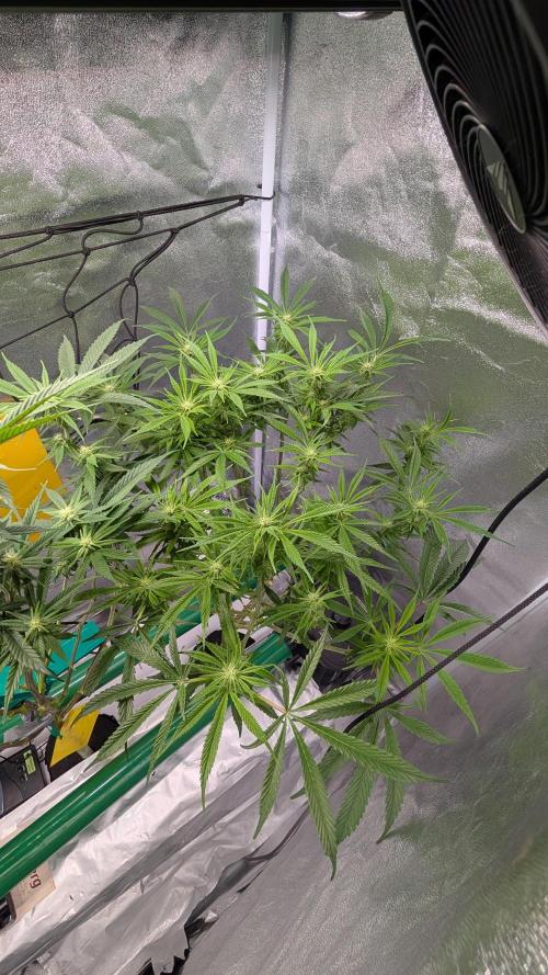 First DWC grow (third try). Week 7 - 02/19/2026 Grape Balls of Fire 