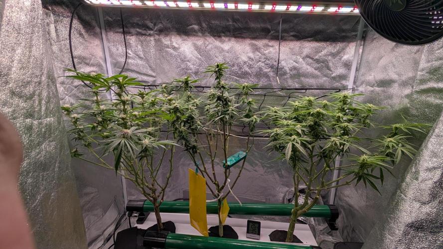 First DWC grow (third try). Week 7 - End of week 