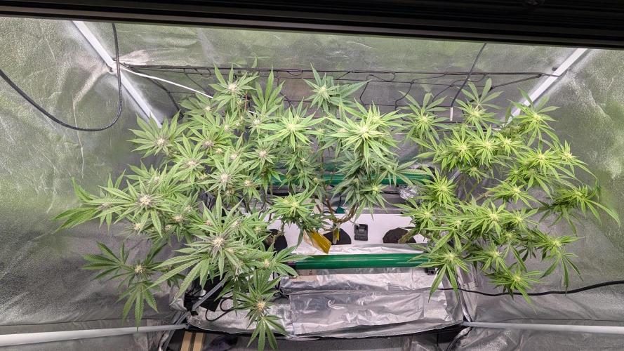 First DWC grow (third try). Week 7 - End of week