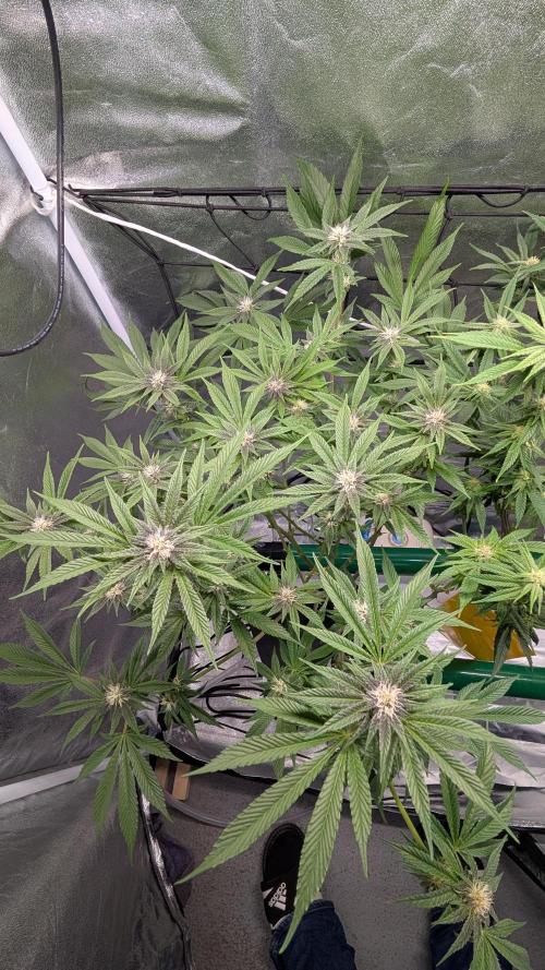 First DWC grow (third try). Week 7 - End of week 