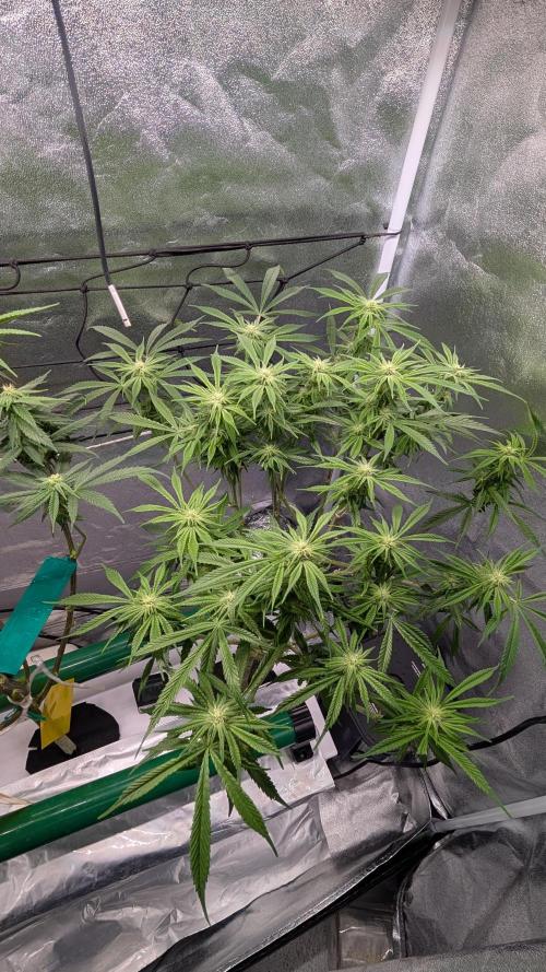 First DWC grow (third try). Week 7 - End of week