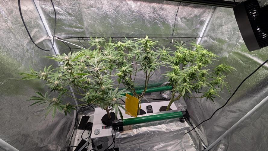 First DWC grow (third try). Week 7 - End of week 