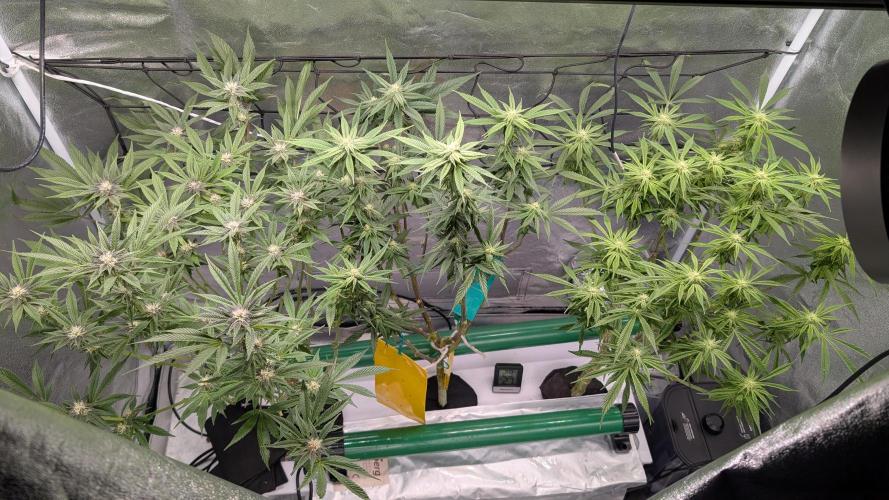 First DWC grow (third try). Week 8