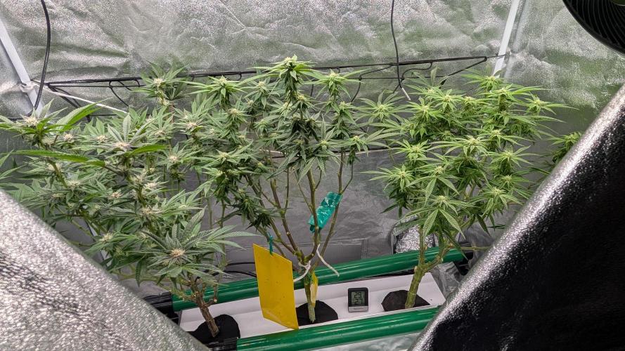 First DWC grow (third try). Week 8