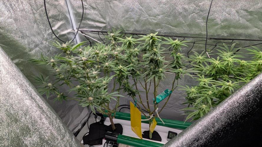 First DWC grow (third try). Week 8