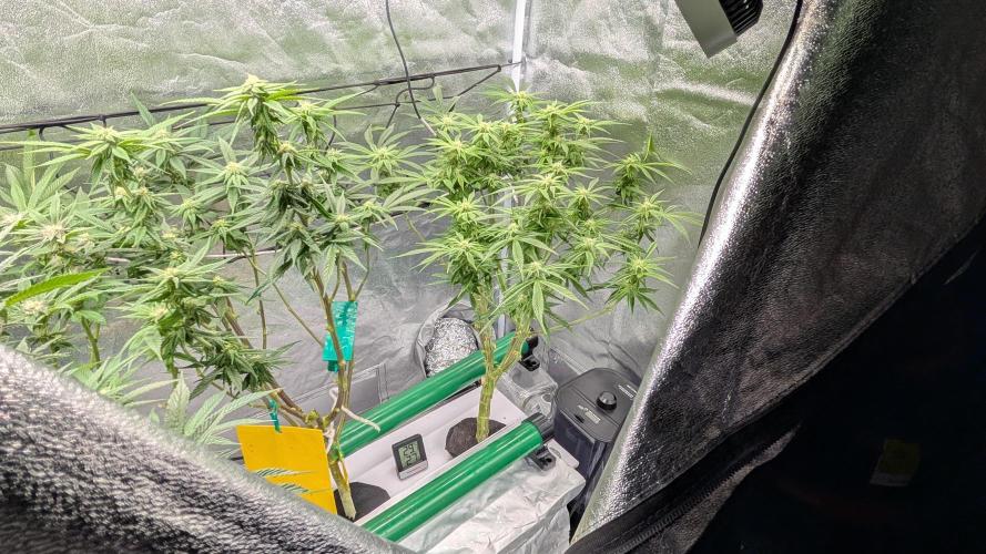 First DWC grow (third try). Week 8