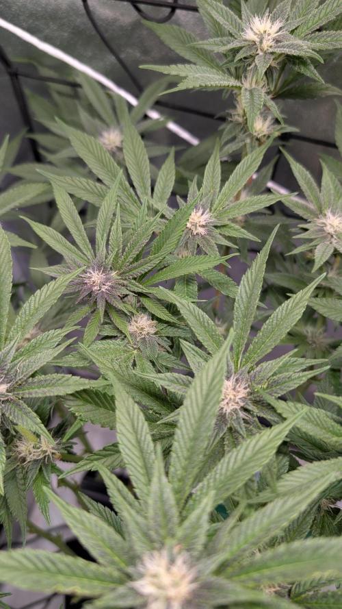 First DWC grow (third try). Week 8 - Sour Fraise