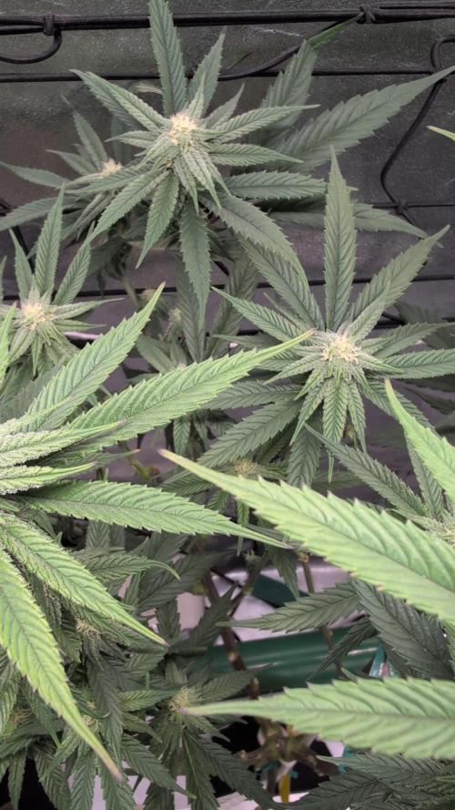 First DWC grow (third try). Week 8 - bitchy Gar-see-ya 