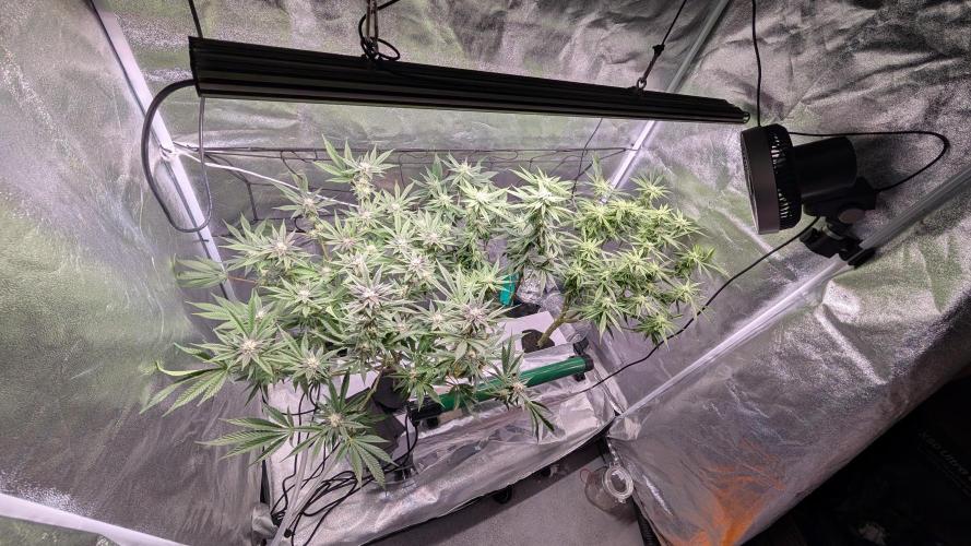 First DWC grow (third try). Week 8 - 02/25/2026