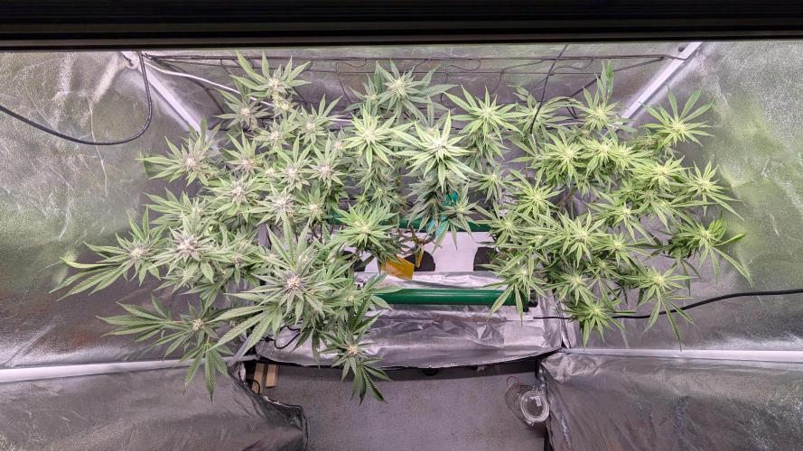 First DWC grow (third try). Week 8 - 02/25/2026