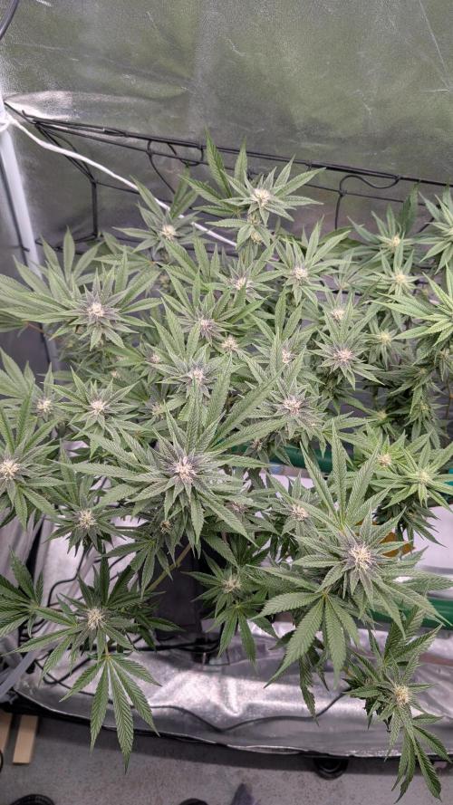 First DWC grow (third try). Week 8 - 02/25/2026 Sour Fraise 