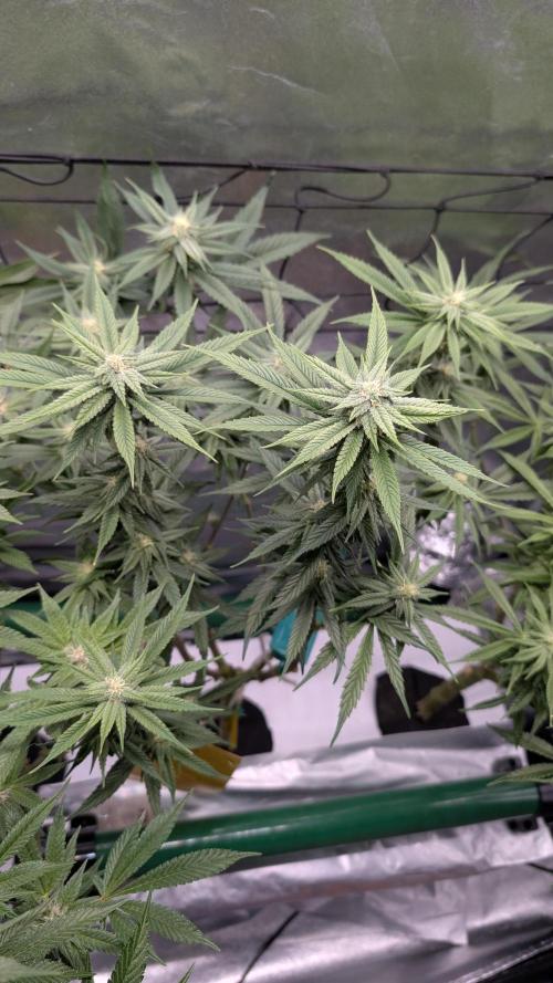 First DWC grow (third try). Week 8 - 02/25/2026 little bitch Cherry