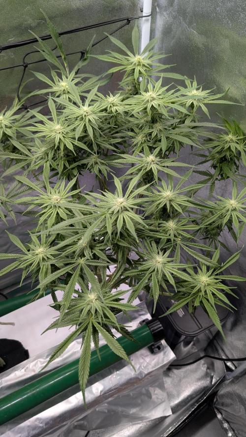 First DWC grow (third try). Week 8 - 02/25/2026 Grape Balls of Fire 