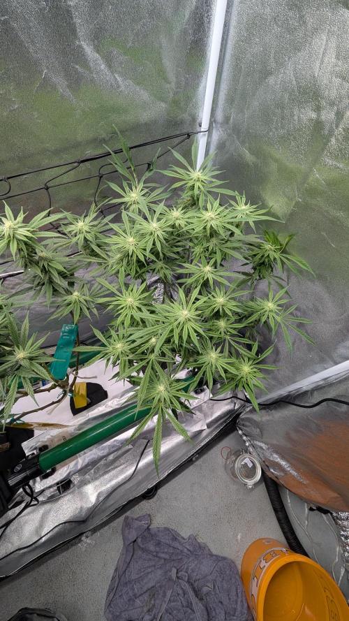 First DWC grow (third try). Week 8 - 02/25/2026 Grape Balls of Fire 