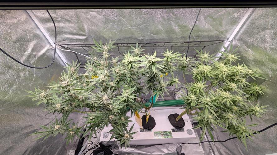 First DWC grow (third try). Week 8 - 02/28/2026