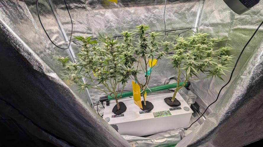 First DWC grow (third try). Week 8 - 02/28/2026