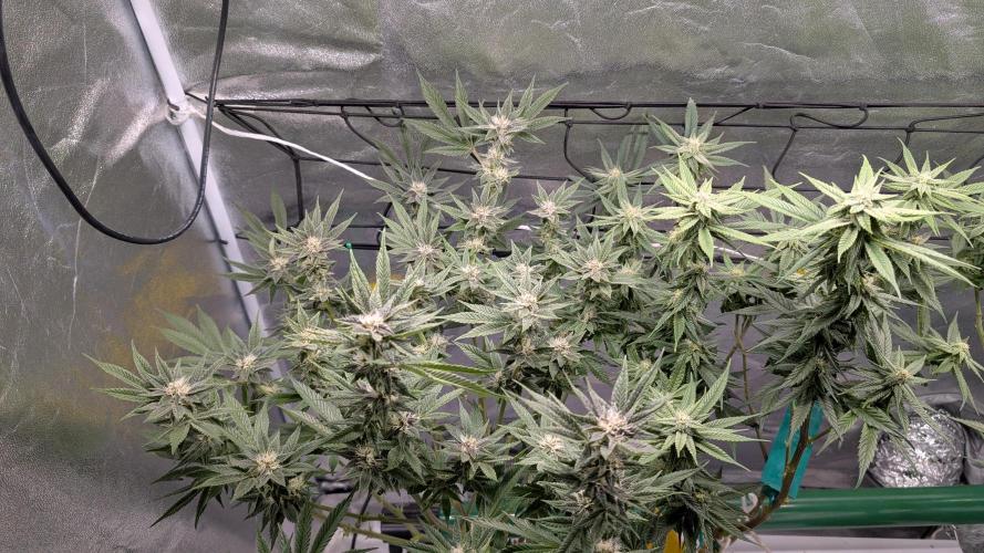 First DWC grow (third try). Week 8 - 02/28/2026 Sour Fraise