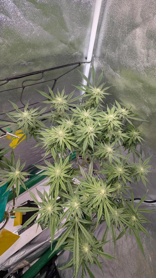 First DWC grow (third try). Week 8 - 02/28/2026 Grape Balls