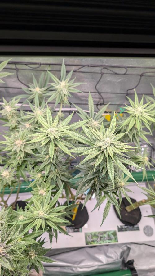 First DWC grow (third try). Week 8 - 02/28/2026 Cherry Gar-see-ya 