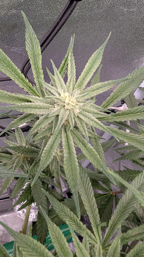 First DWC grow (third try). Week 8 - 02/28/2026 Grape Balls