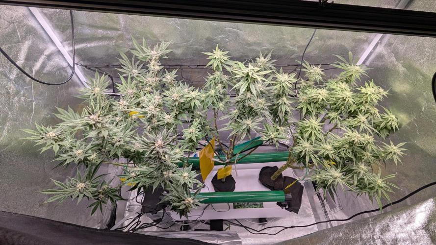First DWC grow (third try). Week 9