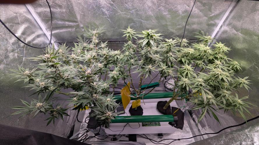 First DWC grow (third try). Week 9