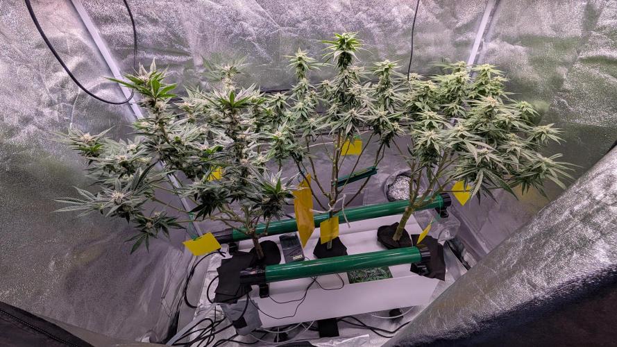 First DWC grow (third try). Week 9
