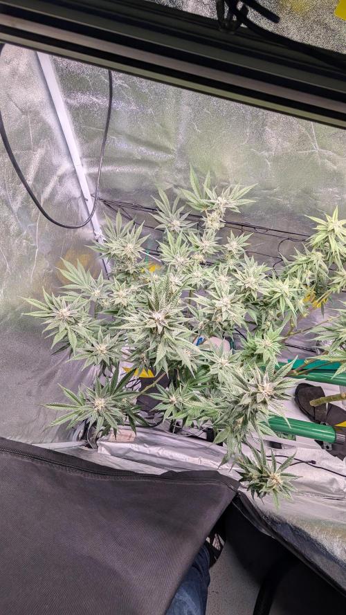 First DWC grow (third try). Week 9 - Sour Fraise 