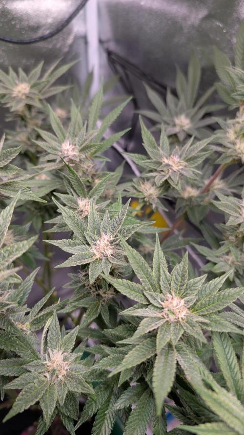 First DWC grow (third try). Week 9 - Sour Fraise 