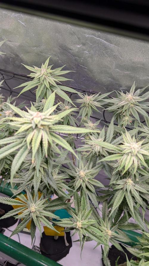 First DWC grow (third try). Week 9 - Cherry Gar-see-ya 