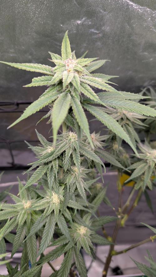 First DWC grow (third try). Week 9 - Cherry Gar-see-ya 