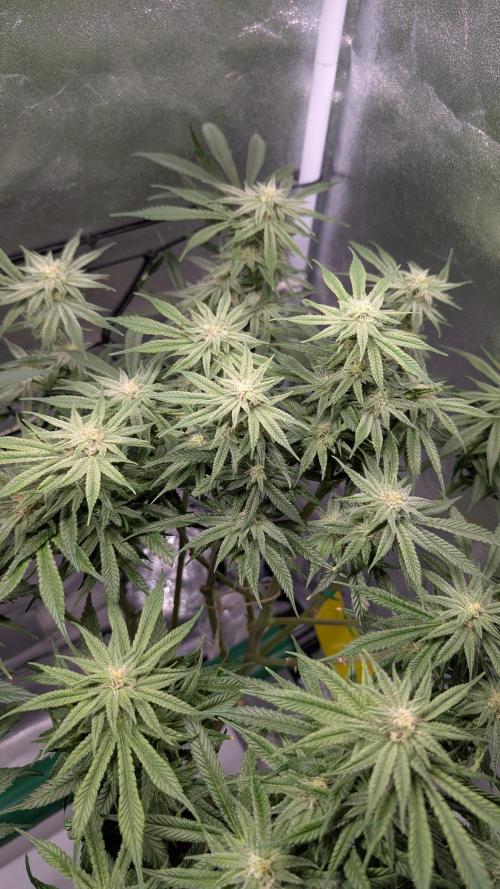 First DWC grow (third try). Week 9 - Grape balls of fire 