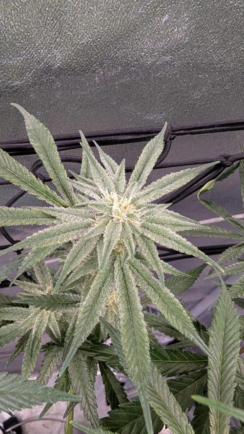 First DWC grow (third try). Week 9 - Grape balls of fire 