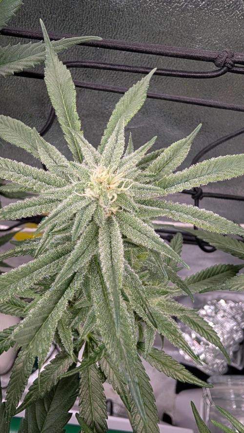 First DWC grow (third try). Week 9 - Grape balls of fire 
