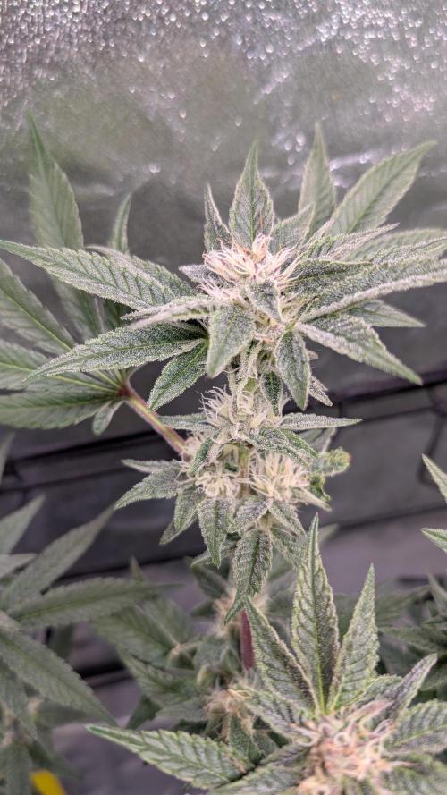 First DWC grow (third try). Week 9 - Sour Fraise 