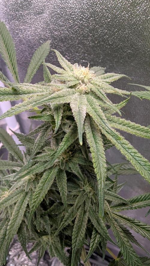First DWC grow (third try). Week 9 - Grape balls of fire 
