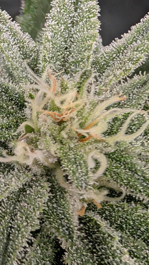 First DWC grow (third try). Week 9 - Grape balls of fire 