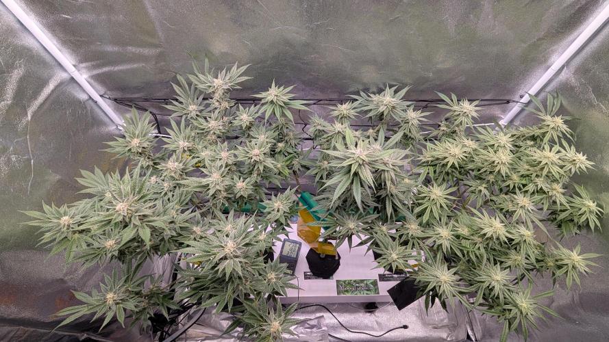 First DWC grow (third try). Week 9 - 03/03/2026 End of flowering week 6 